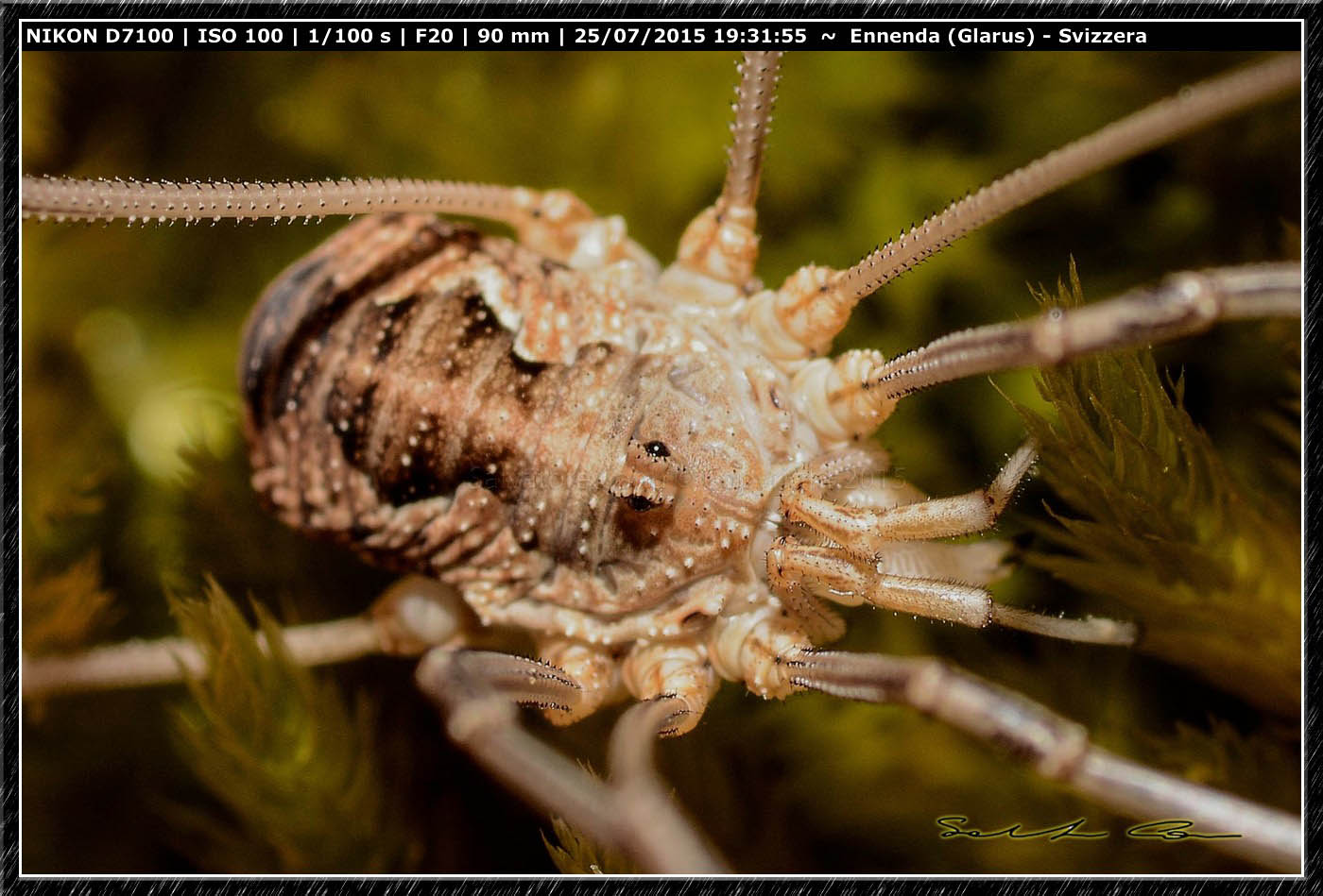 Phalangium sp. -  Ennenda (Svizzera)